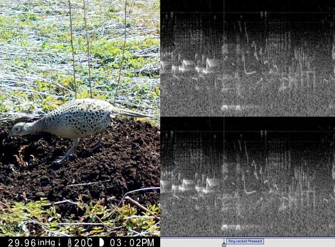 screenshot of trail camera footage of female pheasant and spectogram of bird call sounds